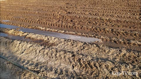 Graham Family Farm: Flood Irrigating Corn Rows