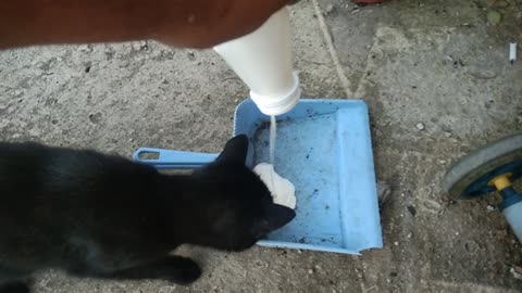 My cats love milk and smoke