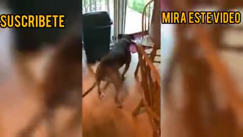 Animales Chistosos Perros y Gatos Que Divertidos jeje