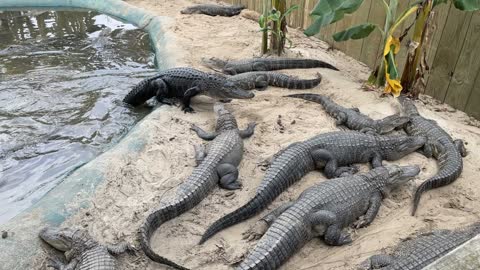 Alligator Alley in Alabama