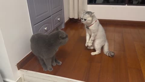 Bro, Is Ready To Fight 😂😂😂 !Funny #Viral #Cat #Pet #Prank #Entertainment