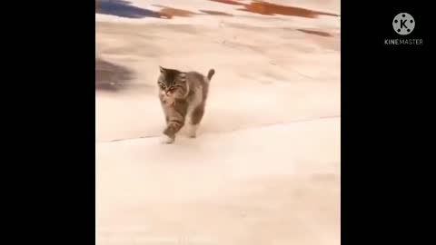 try not to Laugh Funny Cats Life