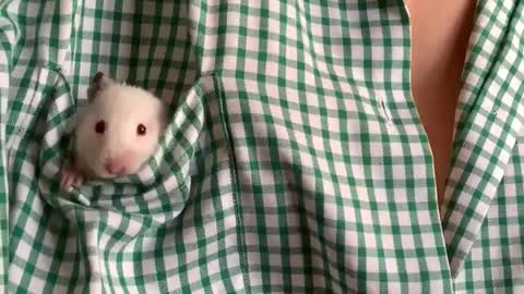 Small cute mouse baby. Enjoy pocket