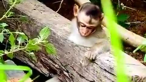 the monkey trapped in a log