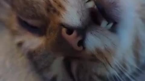 Snoring cat