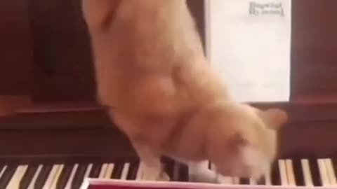 This cat has a good sense of rhythm