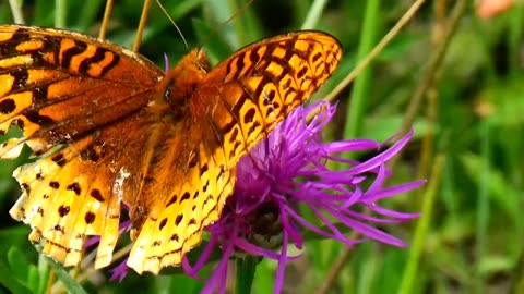 Gulf Fritillary