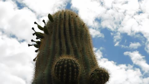 Saguaro Boobs