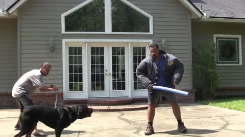 Gaurd dog training step by step for perfect gaurding