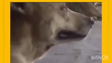 O my God DOG is crying