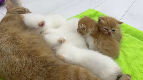 The kittens are all grown up now, but can't give up their mom cat's milk