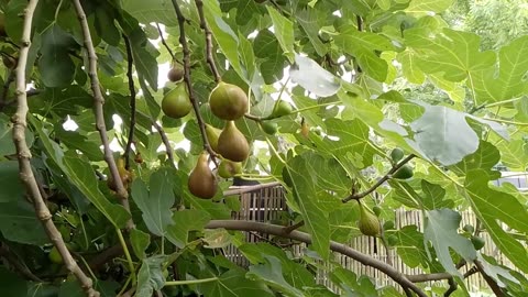 The Bird and the Fig and two Bad Tempered Birds keep on Quarreling in the Flemish Tasty Forest