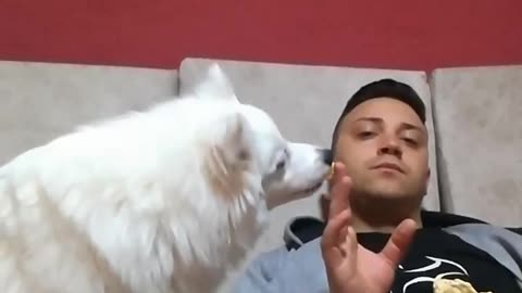 Patient doggy politely begs for owner's scraps