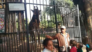 Family Were Happy Feeding Giraffe