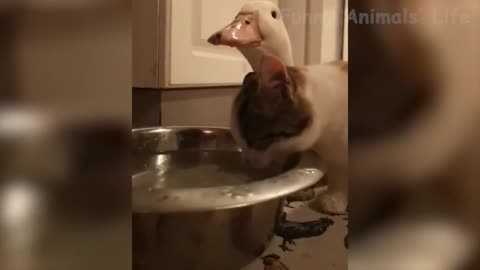 Goose and cat drink water together