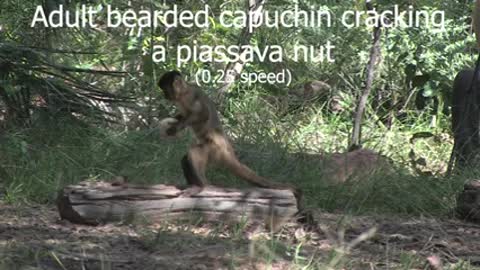 A capuchin monkey uses a tool to crack open a nut