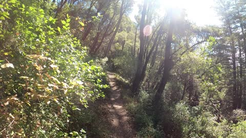 Nicene Marks State Park | Aptos CA | Beautiful Park Hidden Within the City