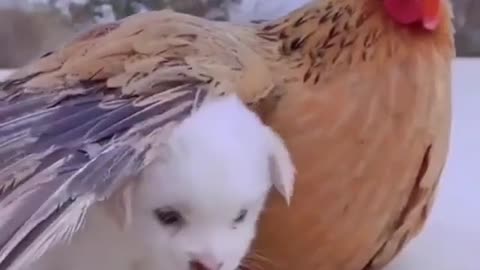 It's cold mother chicken is so warm