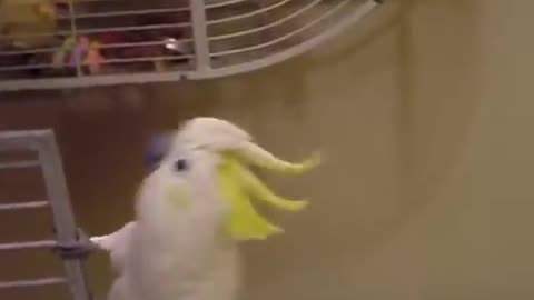 The Cockatoo is dancing!