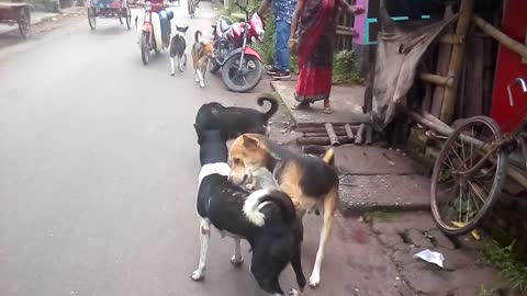 Street dogs fighting from mating 😅