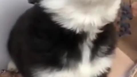 baby husky howling cute