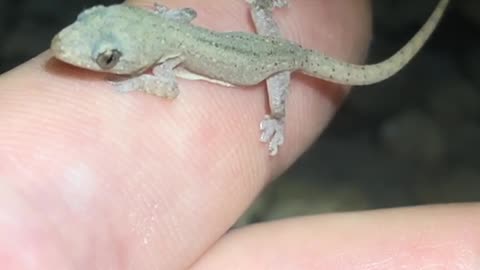 Little Gecko 😍