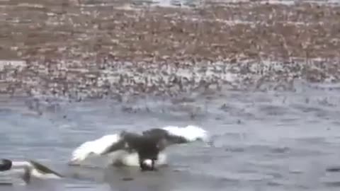 viral swan dancing in water