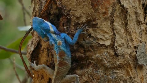 Amazing Colorful Chameleon Relaxing Video - AnimalHero