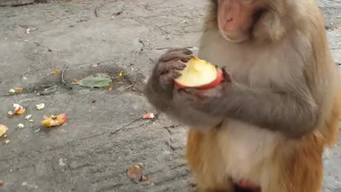 Feeding one box apple to hungry monkey