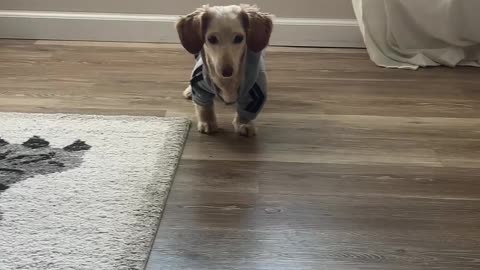 Clothed Dachshund Strikes An Awkward Pose