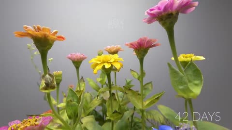 Growing Flowers Time Lapse - 47 Days