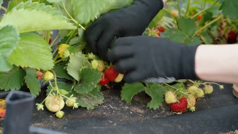 Juicier, Glossier, Better: Superior Strawberries Unlocked Through Genetics