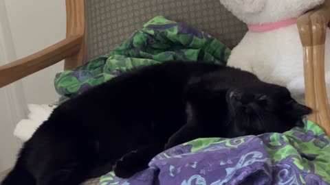 Cute Precious Piper is Very Relaxed on Her Throne - Adopting a Cat from a Shelter Vlog