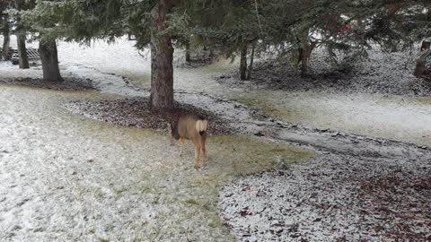 DD Lovely white tail deer just outside of the Fairmont Banff Springs Hotel