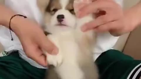 Cute Dog / Dancing dog