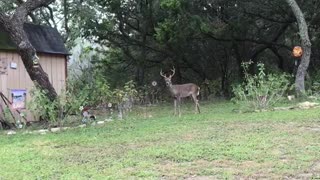 OH DEER! 🤣 BUCKS! 🦌 WATCH TIL END