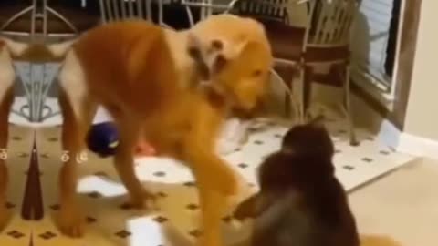 Cat fight with partner dog