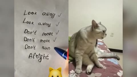 Funny Cat Talking