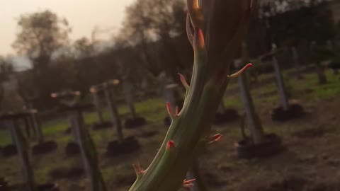 planting pitaya