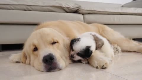 Abandoned Puppy and Golden Retriever Go From Strangers to Best Friends