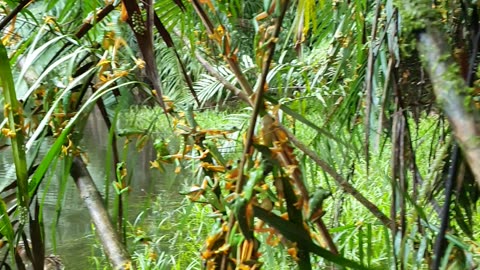 Tree Frog Breeding Event