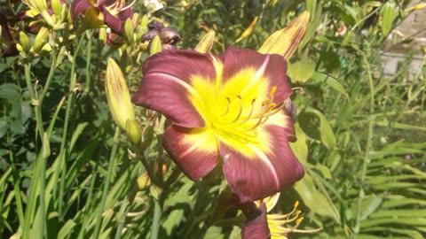 Daylily