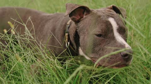 pitbull correndo em bosque