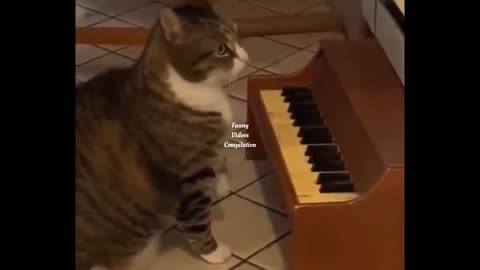 cute little cat playing piano makes you laugh!