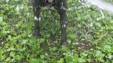 Doggy Loves Having Fun With the Hose