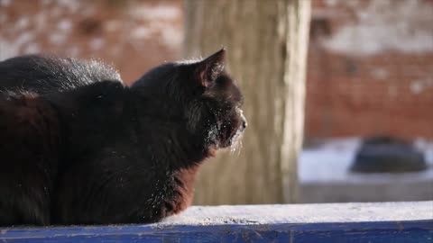 A black cat on street