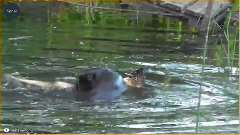 25 Moments When Otters Hunt And Eat Delicious Prey