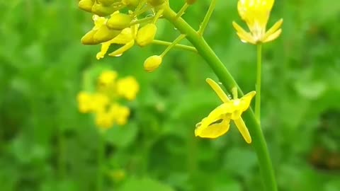 Yello Fallowers In The Plant #Yello_Fallowers_In_The_Plant#animals_Nuture #tortoise #Tortoise