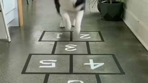 Dog playing hopscotch