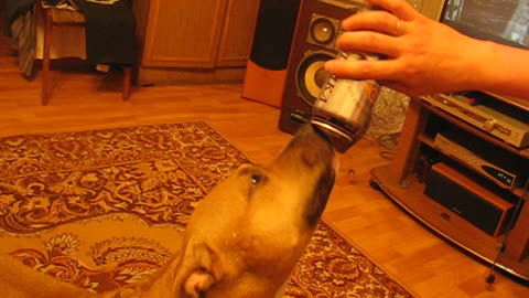 Dog drinks beer